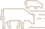 Cattle Transport